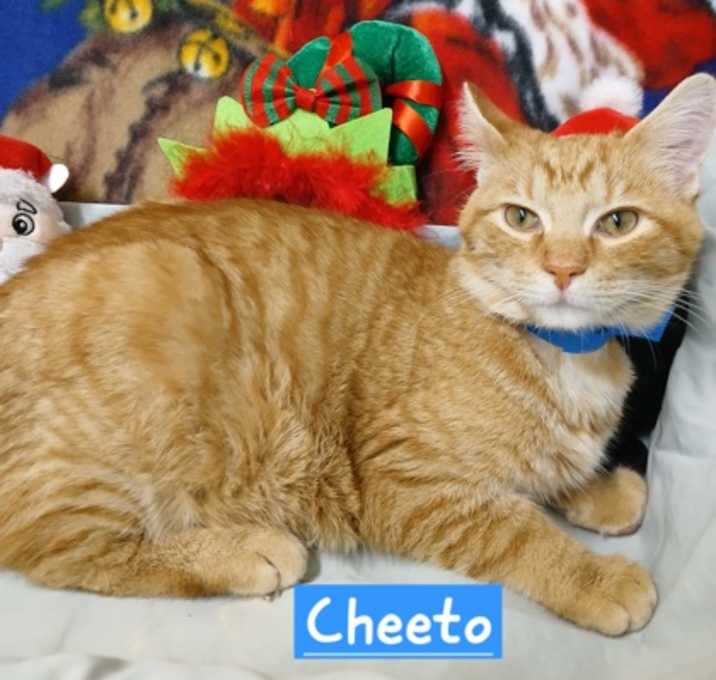 Photo of Cheeto