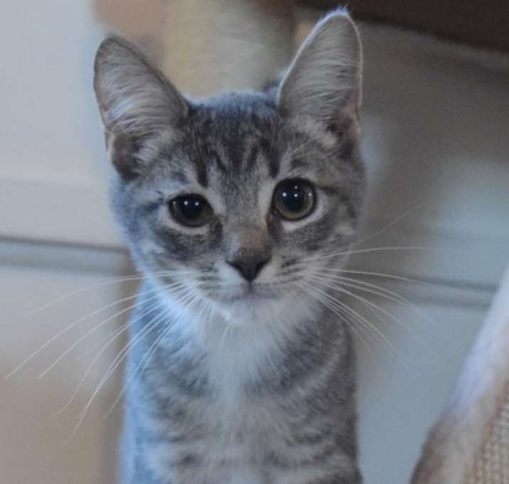 Photo of Starling 091025