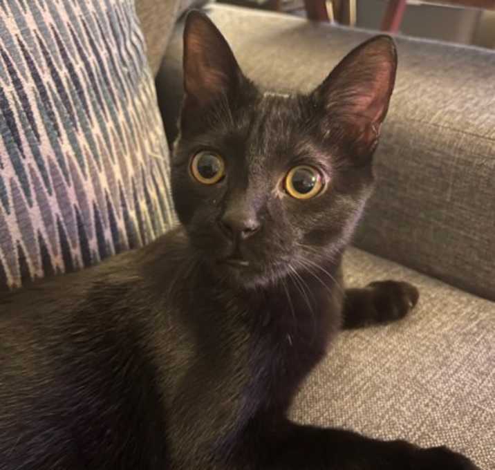 Photo of Panchito SH