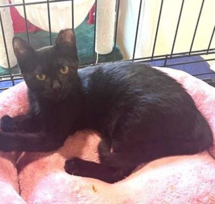 Photo of Lady Pamela SH