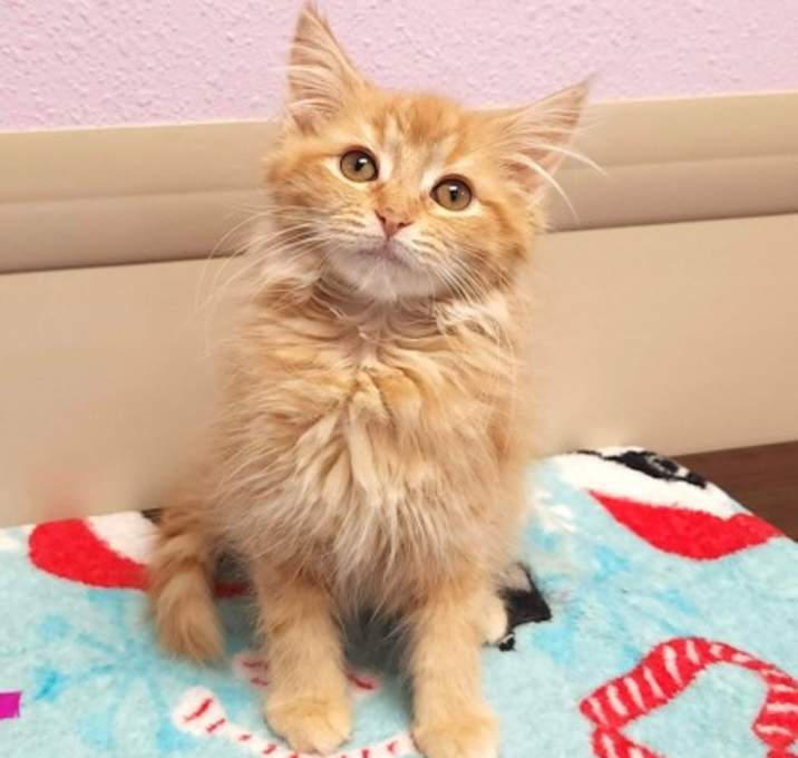 Photo of Maple Bar (bonded w/Apple Frit