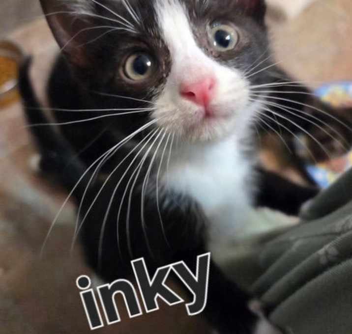 Photo of Lulu's Inky KITTEN