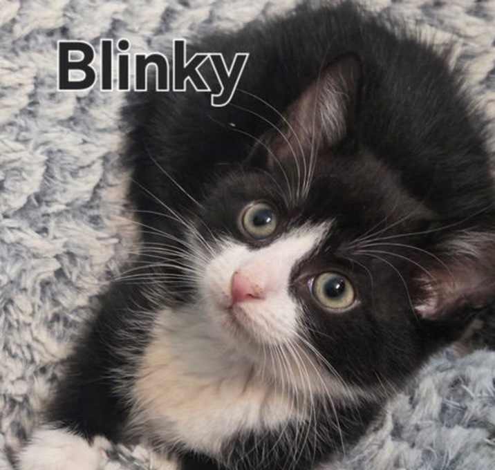 Photo of Lulu's Blinky KITTEN