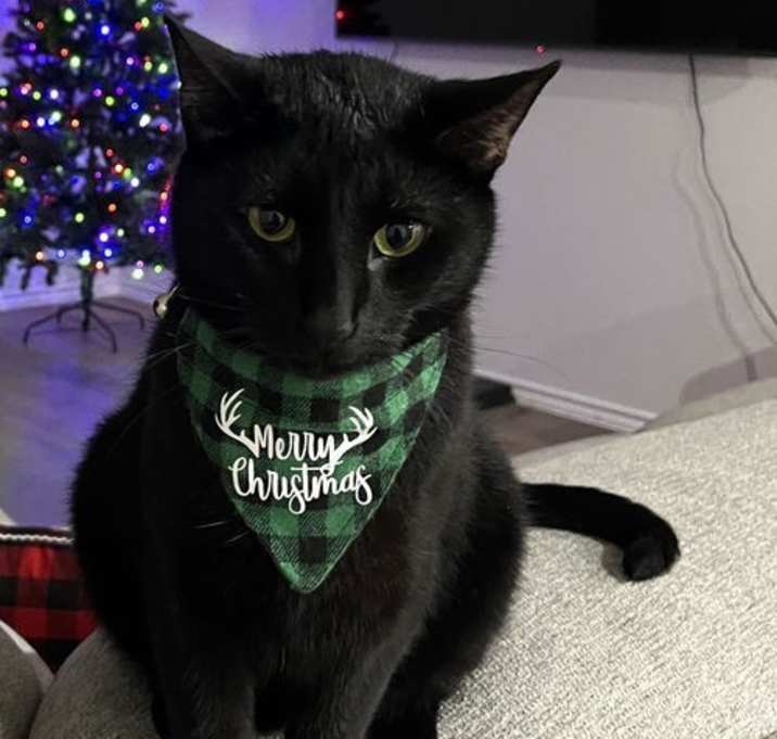 Photo of Binx-In Foster