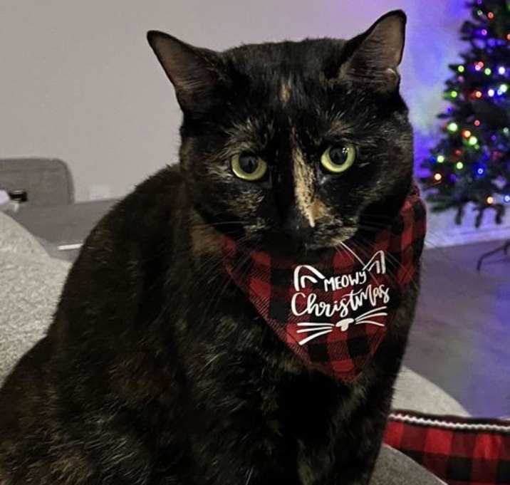 Photo of Pumpkin- In Foster