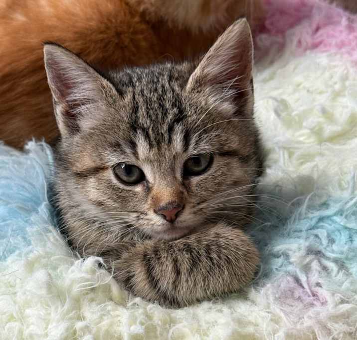 Photo of Morticia Addams