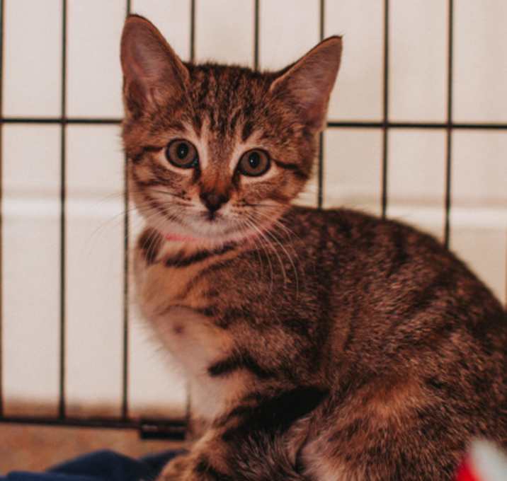 Photo of 89705a Lady George