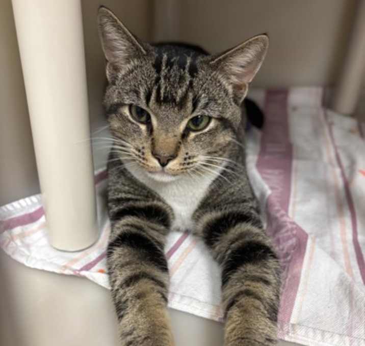 Photo of 25-1195 Harry