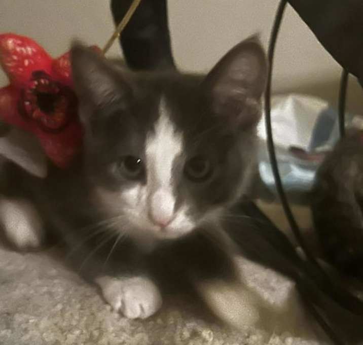 Photo of Doodle Fuzzbucket