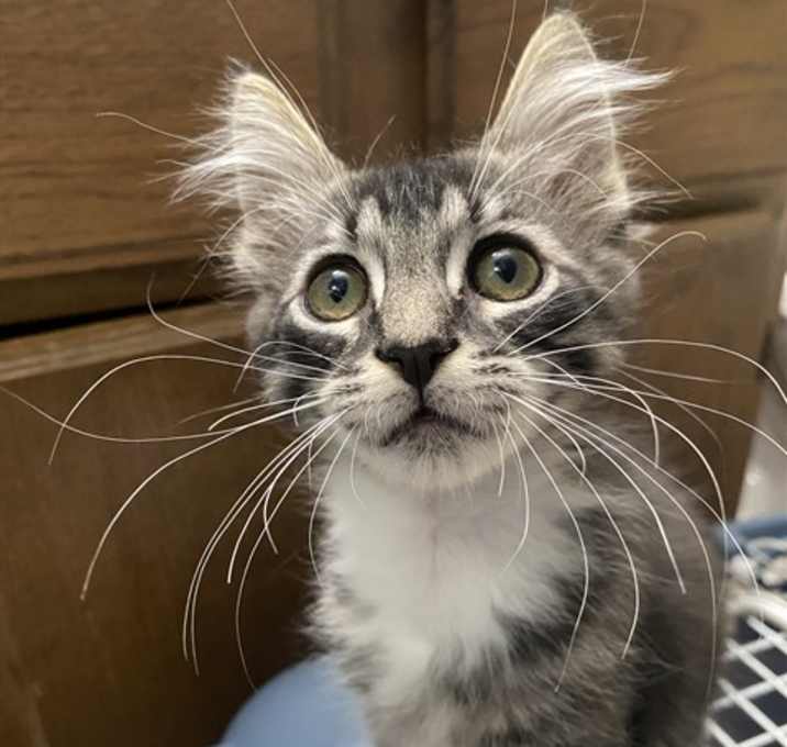 Photo of KENNY OMEGA