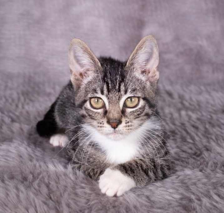 Photo of D. Poe - Andrea foster