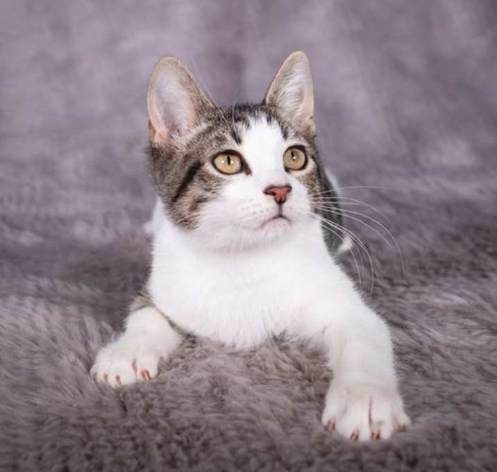 Photo of Homer - Andrea foster