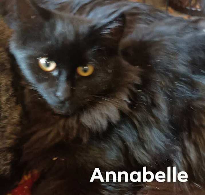 Photo of Annabelle