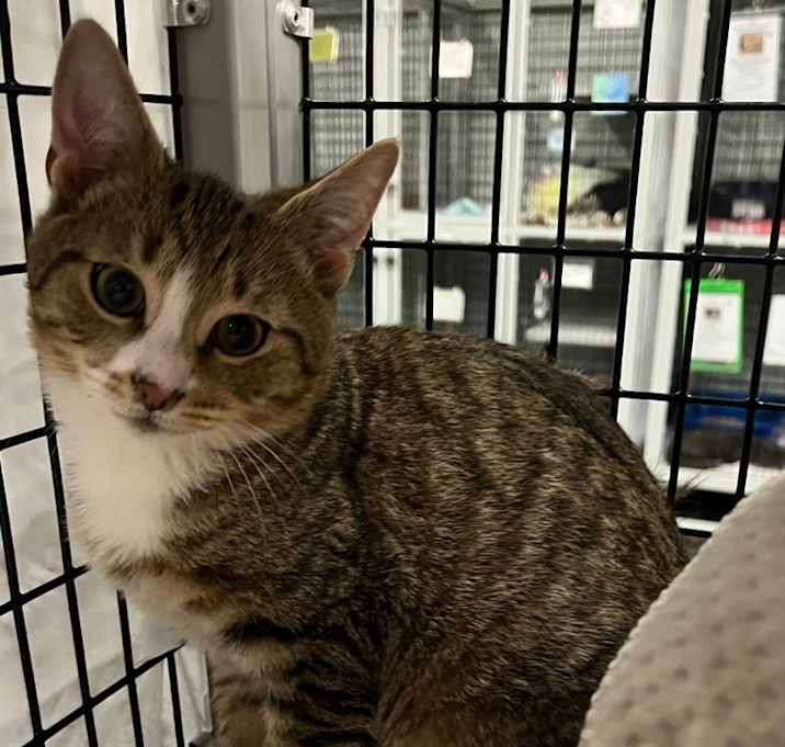 Photo of Collard Greens