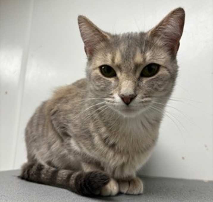 Photo of Aragorn (PetSmart)