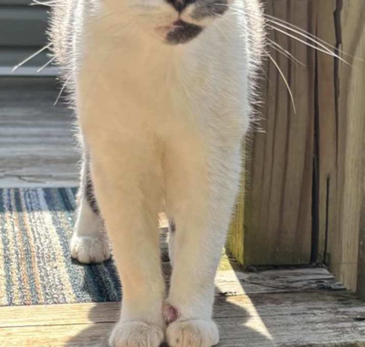 Photo of Shakira 1592-25