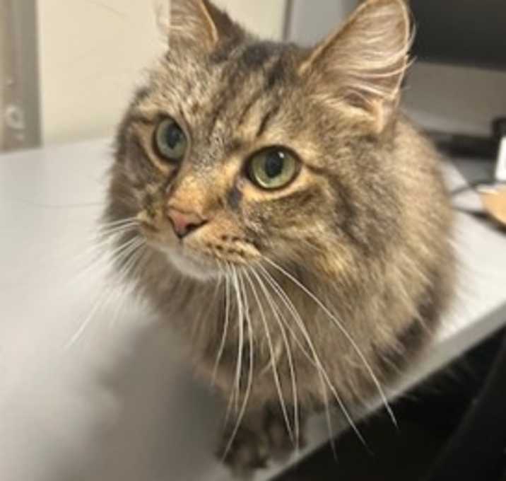 Photo of Hunter (& Hetty)