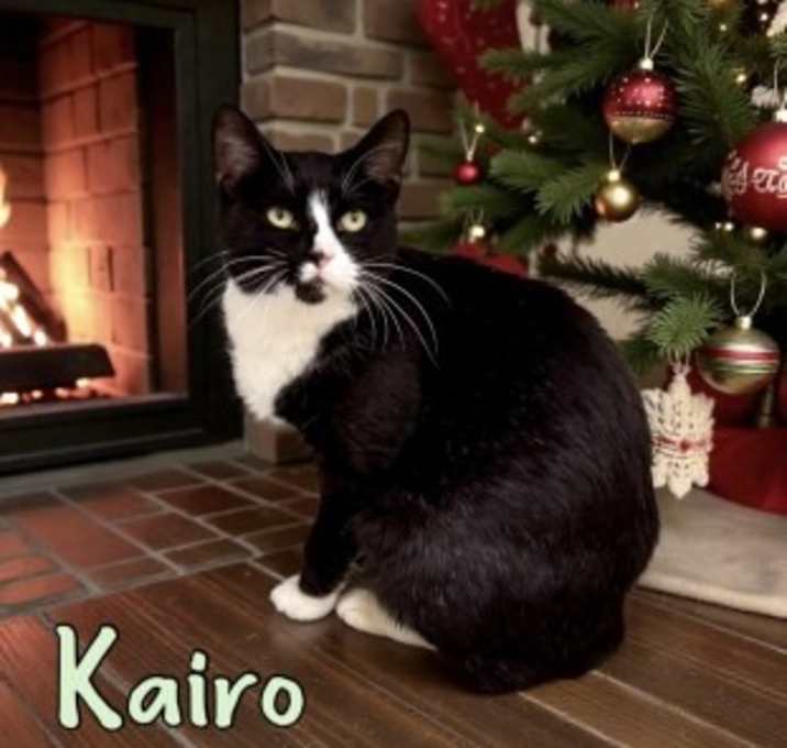 Photo of Kairo 126127 Bf