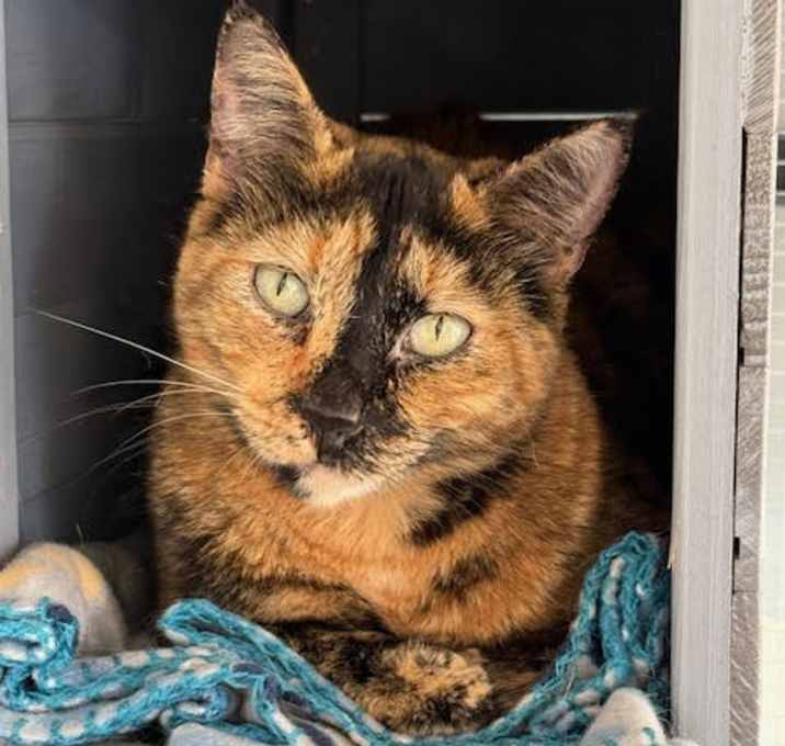 Photo of Copper - CCC