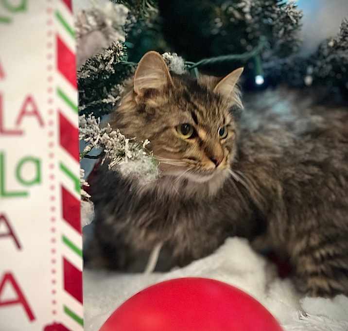 Photo of Mr. Whiskers 91C25