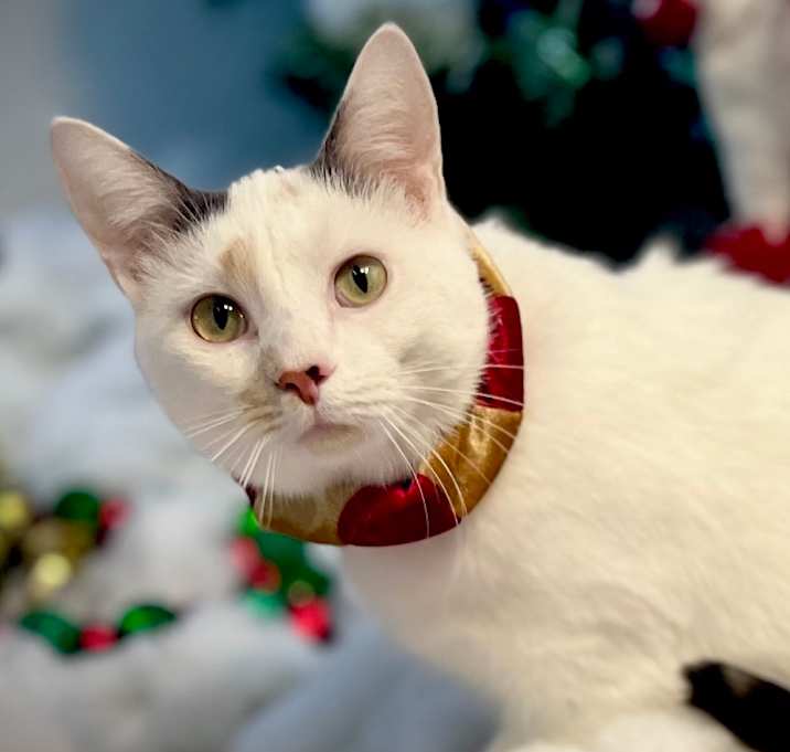 Photo of Stella 16C25