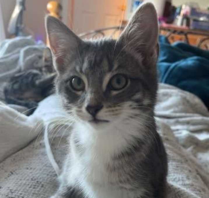 Photo of Snow Blower