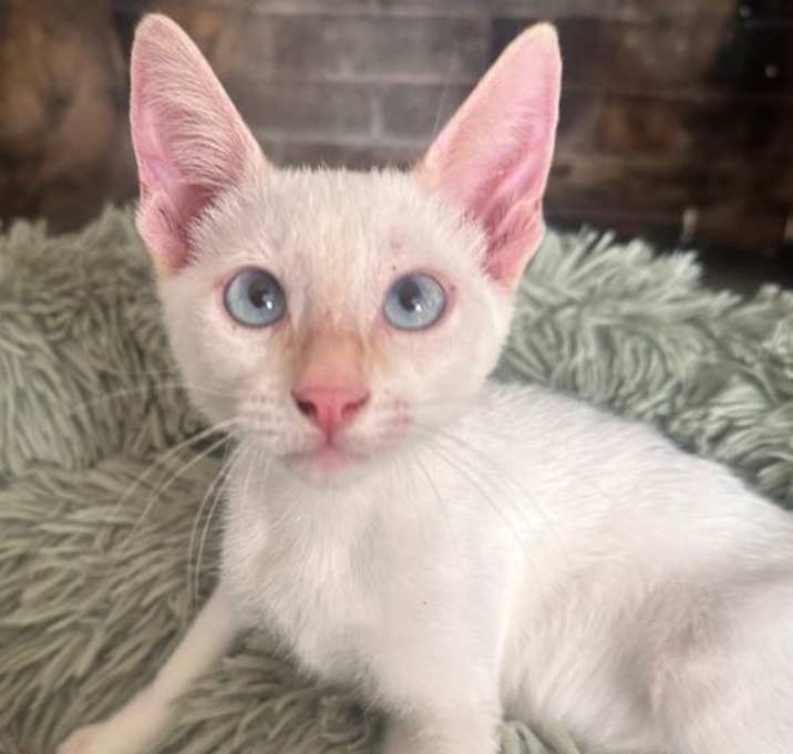 Photo of Dr. Seuss: Groopert