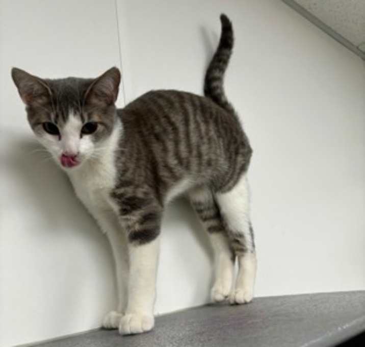 Photo of Sam (PetSmart)