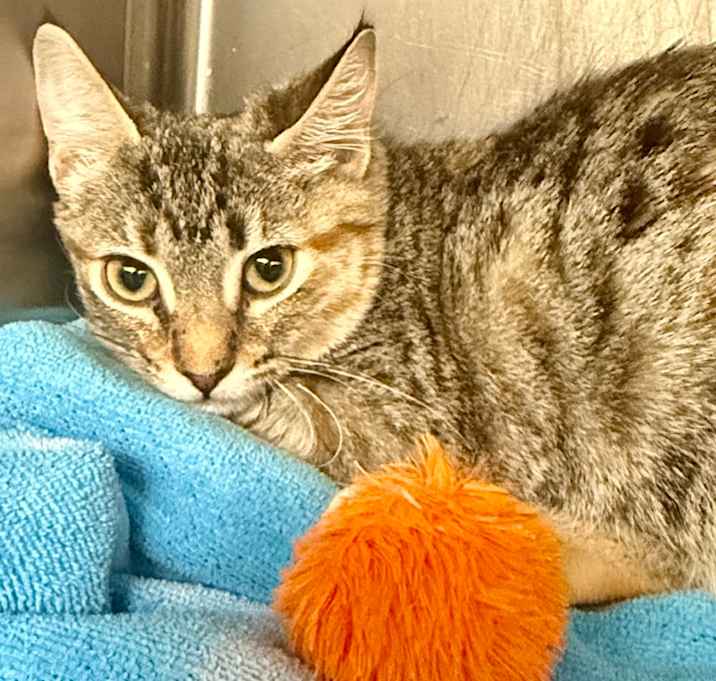 Photo of Natalie Nunn