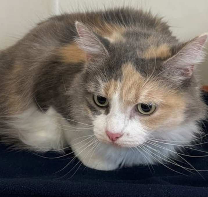 Photo of Charlotte 51412