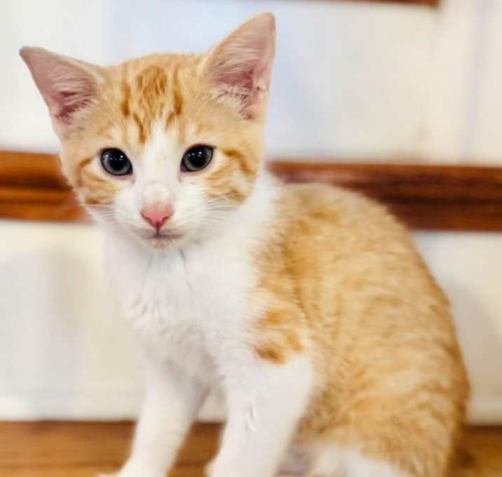 Photo of KITTEN CUPID