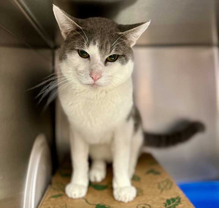 Photo of Houston (mcas)