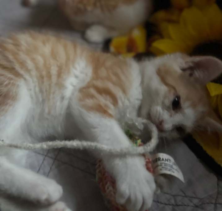 Photo of Marmalade **FeLV+ mama**