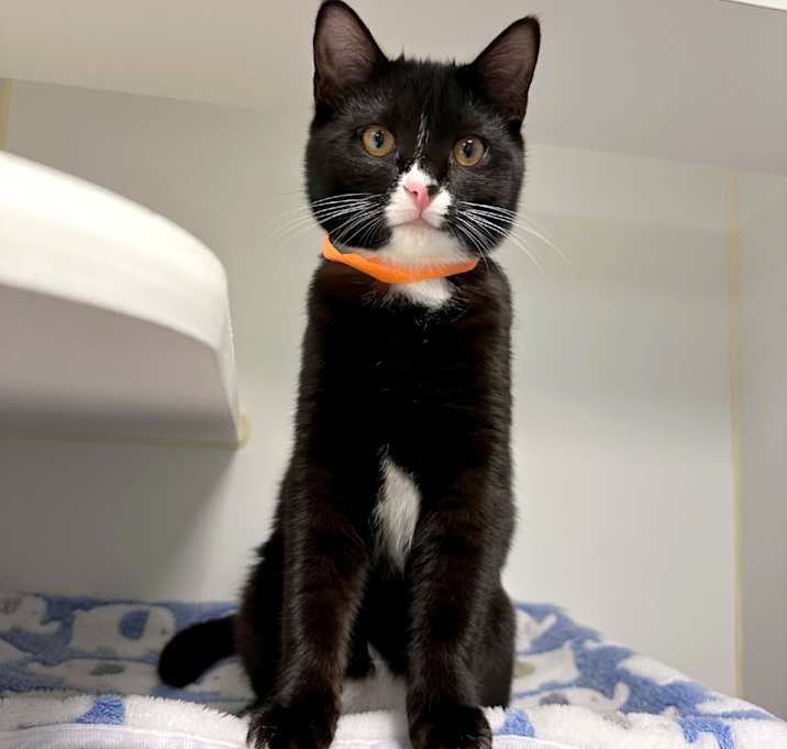 Photo of Beef Wellington