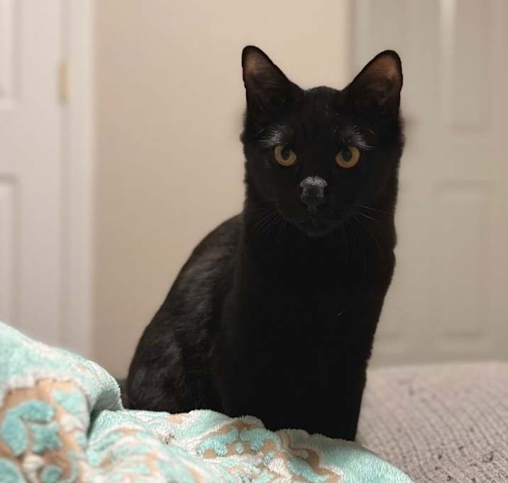 Photo of Binx