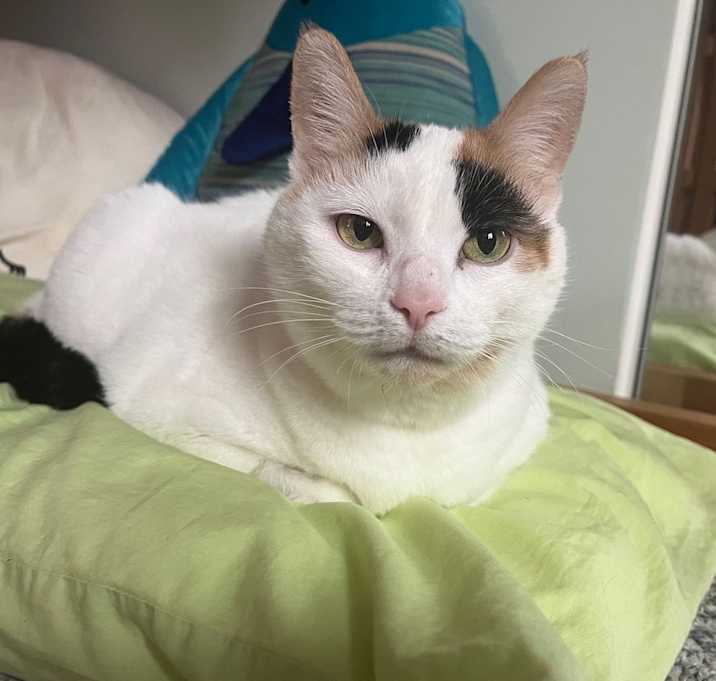 Photo of Cali Biscuits