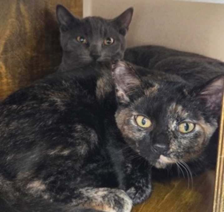 Photo of Sweet Dreams