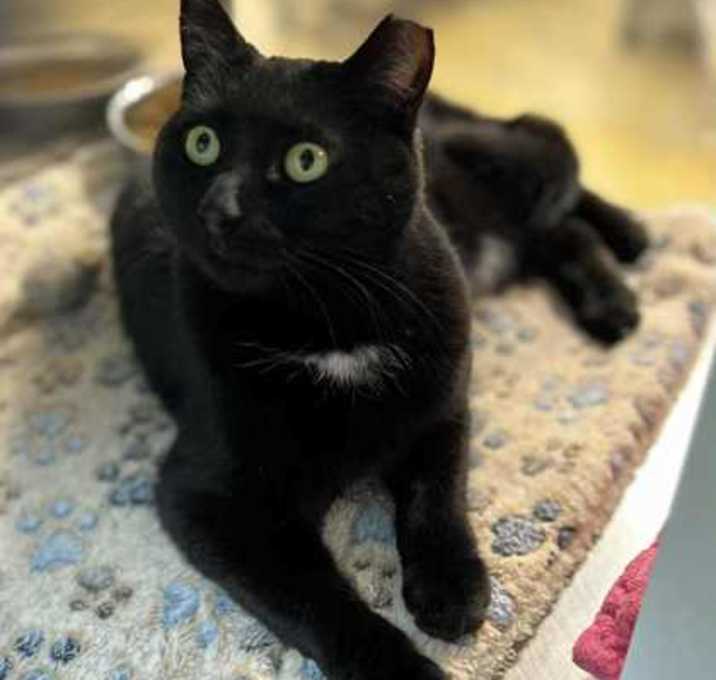 Photo of Sammy - PetSmart West Berlin