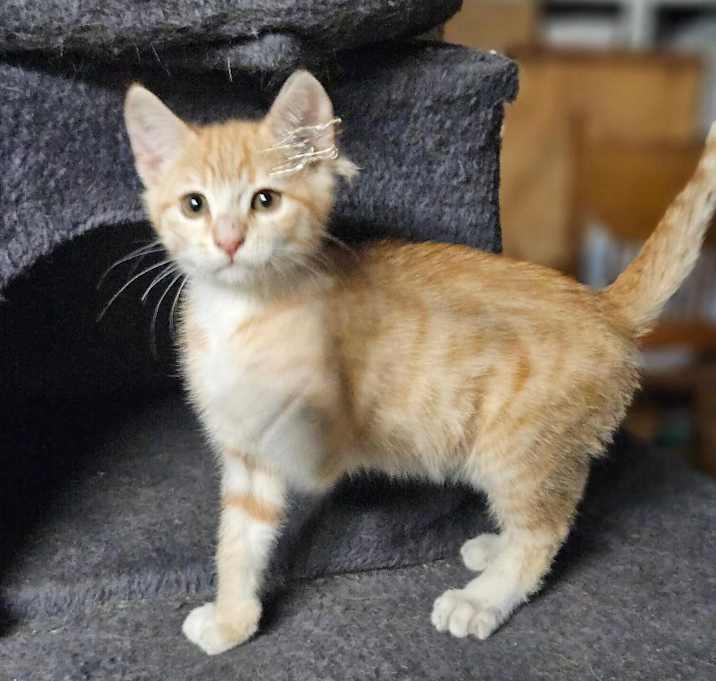 Photo of Oogie Boogie