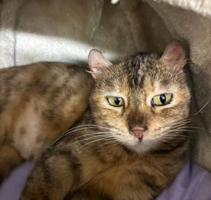 Photo of Reiko- available 12/18