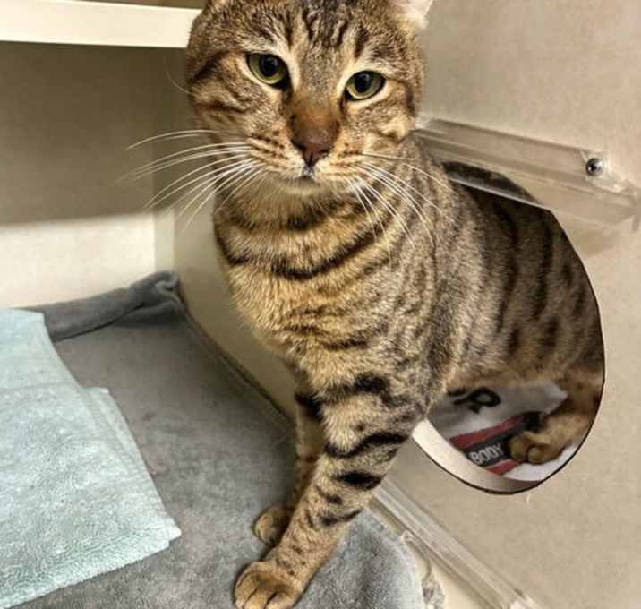 Photo of Ambrose - available 12/18