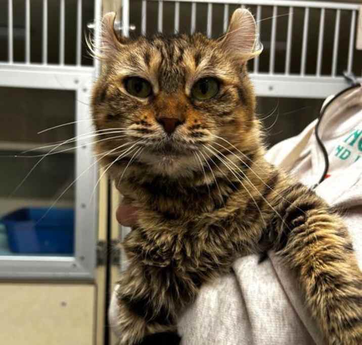 Photo of Saki - available 12/18