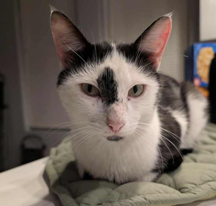 Photo of Tall Cat (TC)