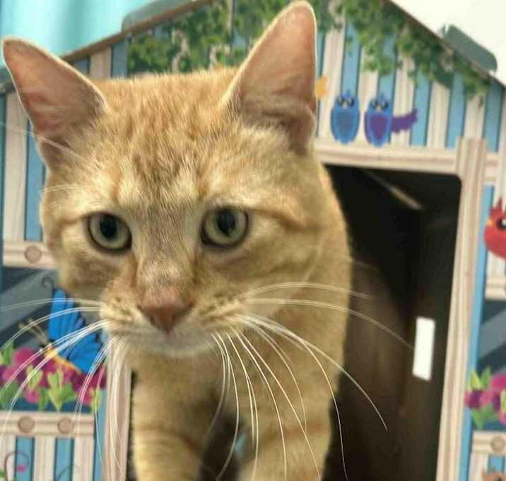 Photo of Sweet Tater