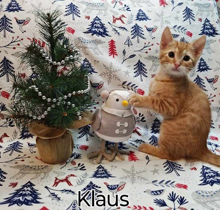 Photo of **Cat Cafe** Klaus