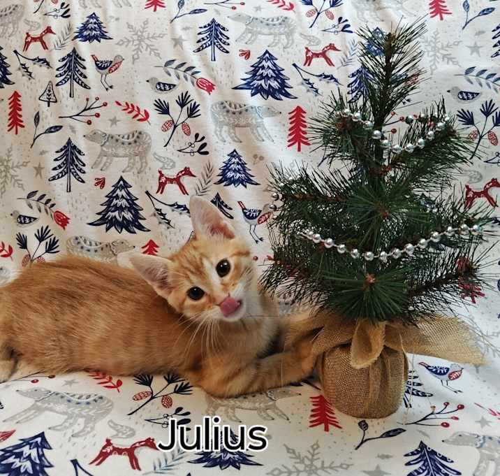 Photo of **Cat Cafe** Julius