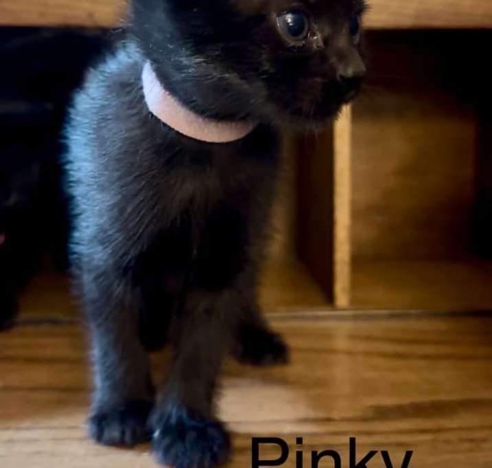 Photo of Pinky (light pink collar)