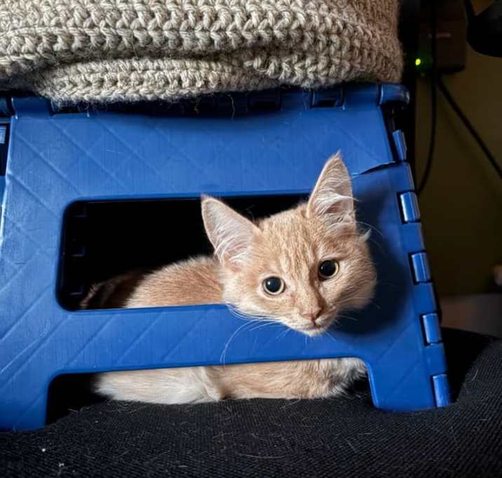 Photo of Ginger Aurora