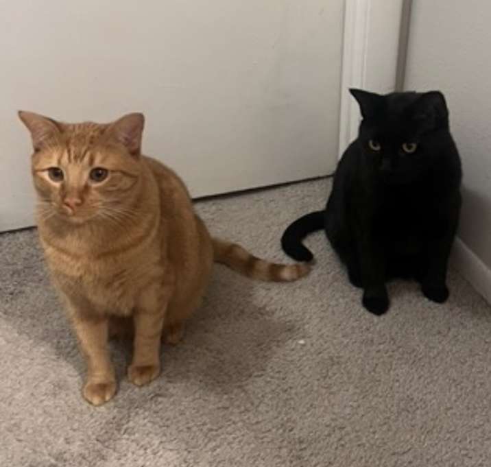 Photo of Binx and Cinnamoroll Bonded