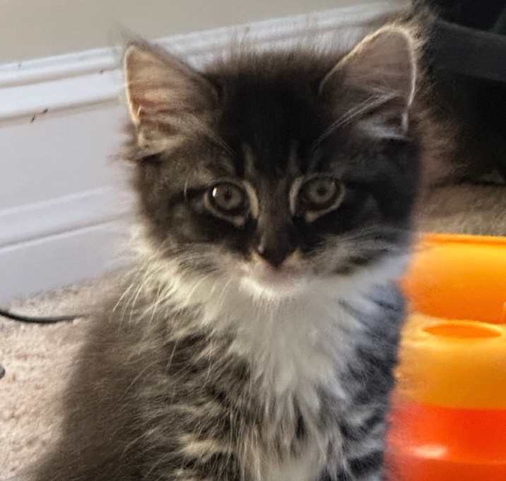 Photo of Boeuf (adopt with a sibling)